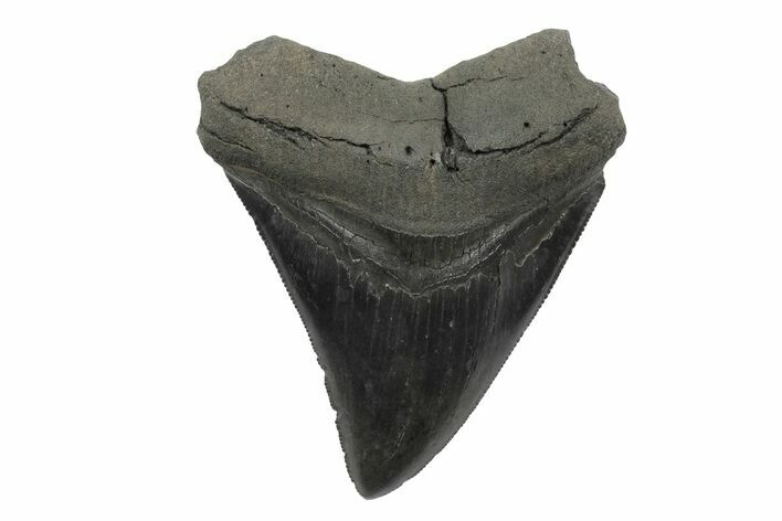 Serrated, Fossil Megalodon Tooth - South Carolina #236232